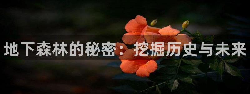安卓12微信：地下森林的秘密：挖掘历史与未来