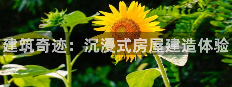 安信12娱乐7o777还：建筑奇迹：沉浸式房屋建造体验