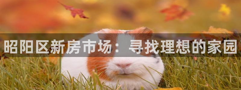 安信卓越12月：昭阳区新房市场：寻找理想的家园