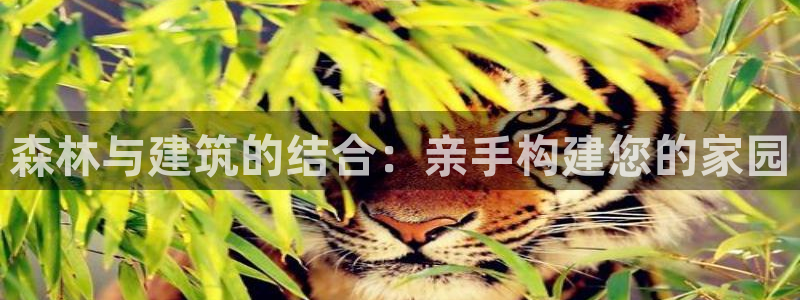 安信12如何开代理：森林与建筑的结合：亲手构建您的家园